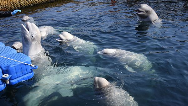 Ученые оценили состояние косаток и белух в «китовой тюрьме» в Приморье
