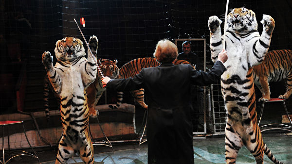 Минкульт подготовил проект об обращении с животными в цирках и зоопарках