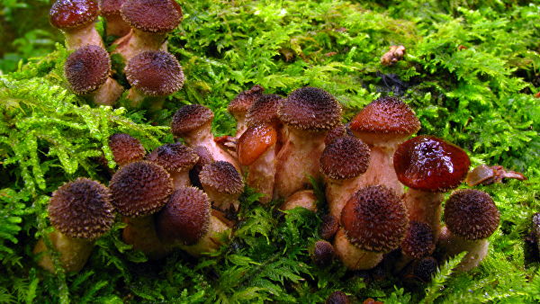 Названы ядовитые грибы, которые можно спутать со съедобными