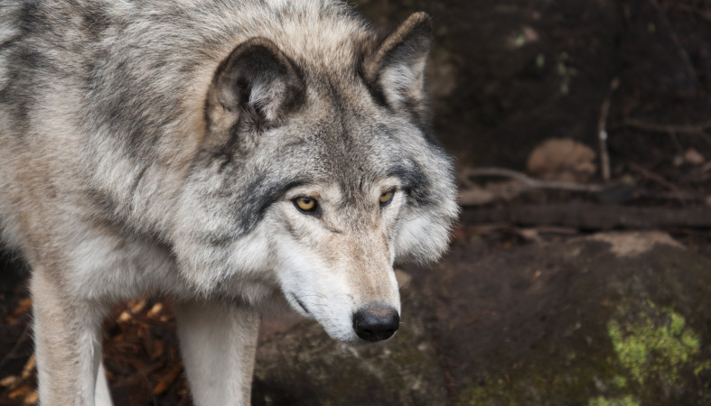 Житель Суоярви отомстил за своих собак, убив волка