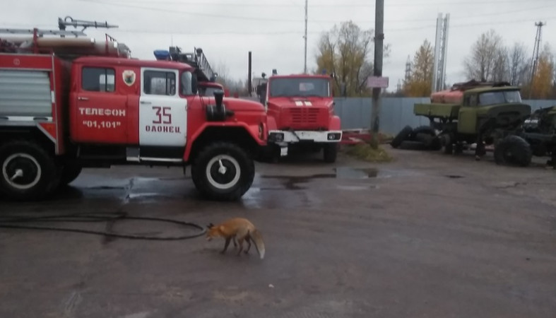 Пожарные Олонца приняли в свой дружный коллектив рыжую гостью