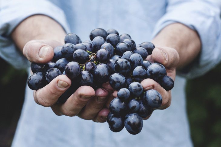 Экспертами озвучены полезные свойства виноградных косточек