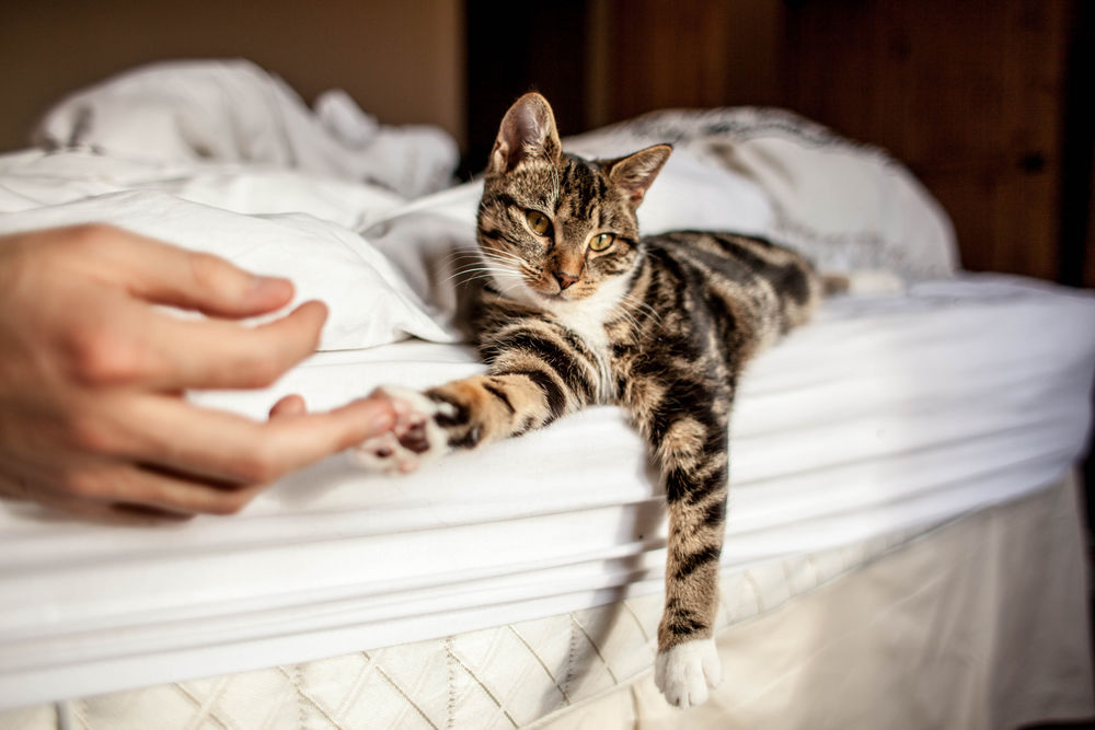 Действительно ли коты ложатся на больное место человека? И зачем им это нужно?