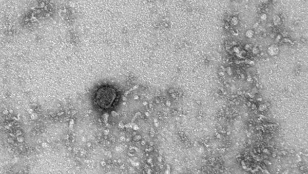 Австралия и Таиланд в феврале предоставили России штамм коронавируса