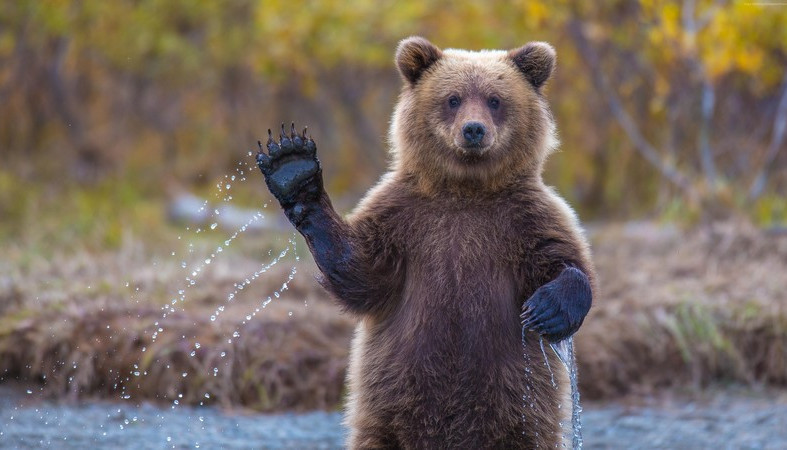 Карельский медведь попытался сбежать в Финляндию