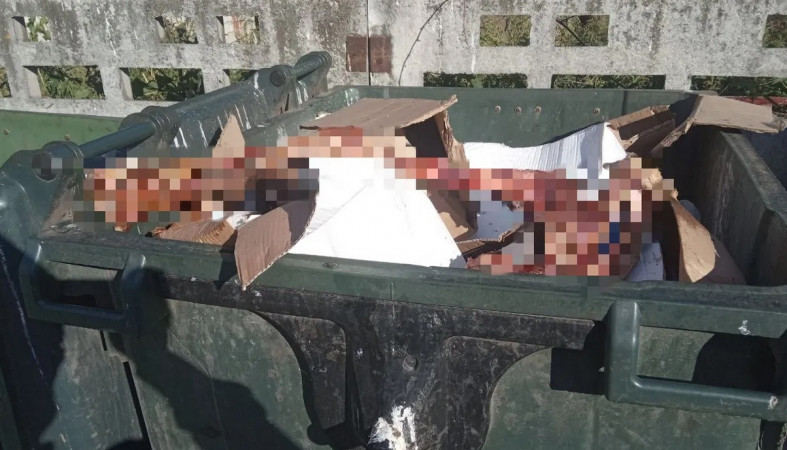 Обглоданные останки обнаружили в мусорном баке в центре Петрозаводска