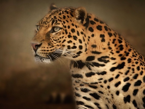 Экскурсовод, которого наказали за нападение леопарда на девочку: «Неоднократно извинялся»