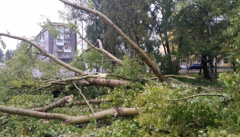 В Беломорске ураганный ветер валит деревья
