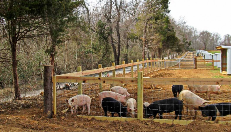 На одном из сельхозпредприятий Карелии неправильно выгуливали свиней