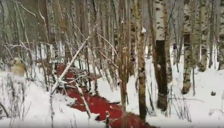 «Кровавые реки»: фирма брата крупного чиновника загадила лес в Карелии