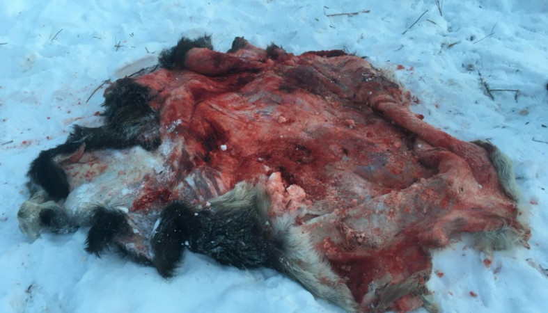 Жителю Карелии грозит до двух лет заключения за убийство лося
