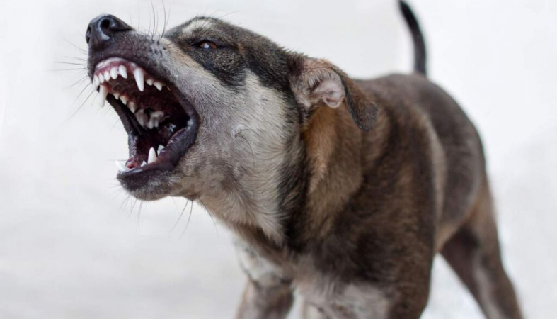 Агрессивные собаки нападали на людей в Кемском районе Карелии