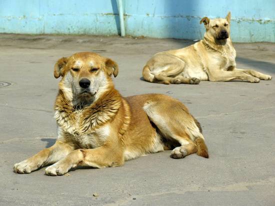 Под Рязанью люди не выходят из домов: село захватили собаки