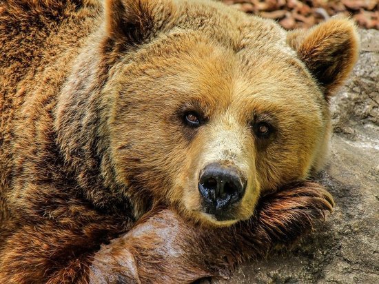 Медведи «мытищинского стрелка» Барданова оказались в тяжелой ситуации