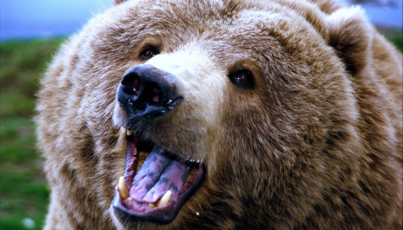 В Костомукше допустили уничтожение пугающего горожан медведя