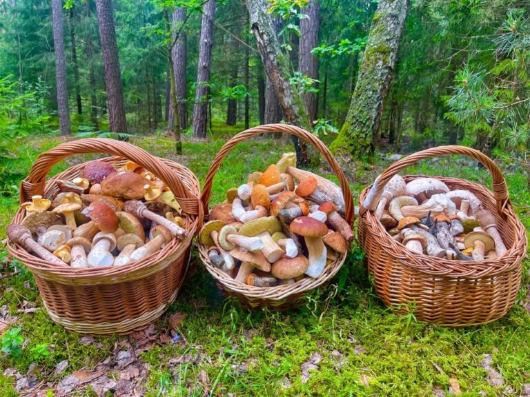 Россиян предупредили о гигантских штрафах за сбор грибов: заплатить придется до 1 млн рублей