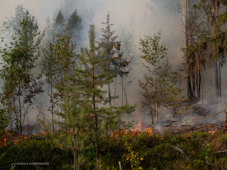 Более 500 гектаров леса горит в Муезерском районе Карелии