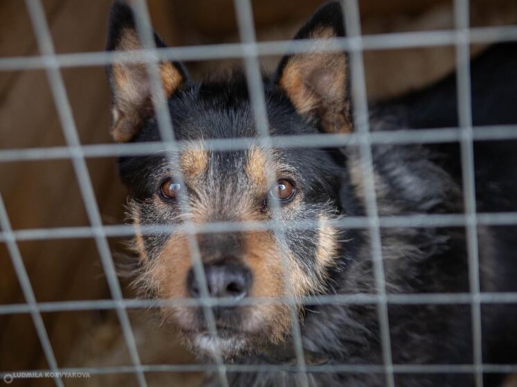 Север Карелии очистят от бездомных животных