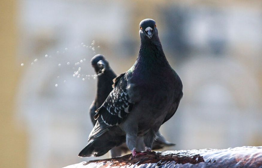 Кормите голубей? Получите штраф