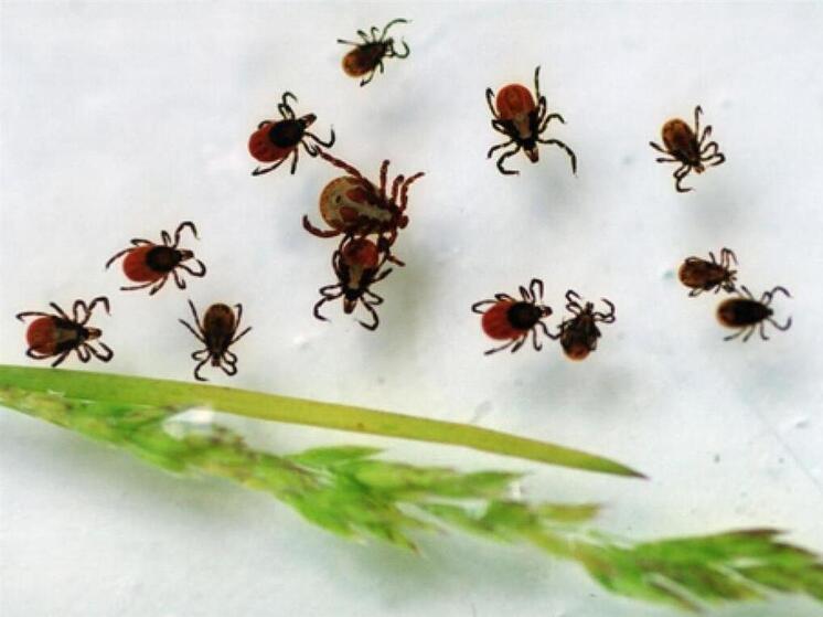 21 житель Карелии стал жертвой клещей