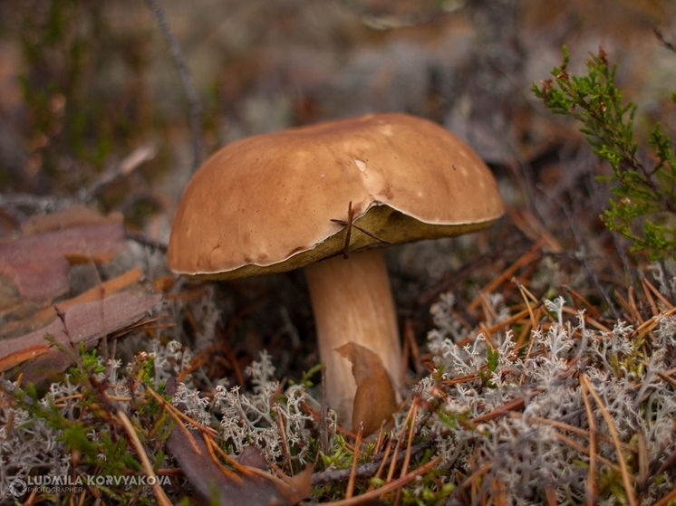 Названы безопасные места для сбора грибов