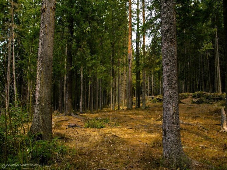 В Карелии лесничие за взятки участвовали в незаконной вырубке леса