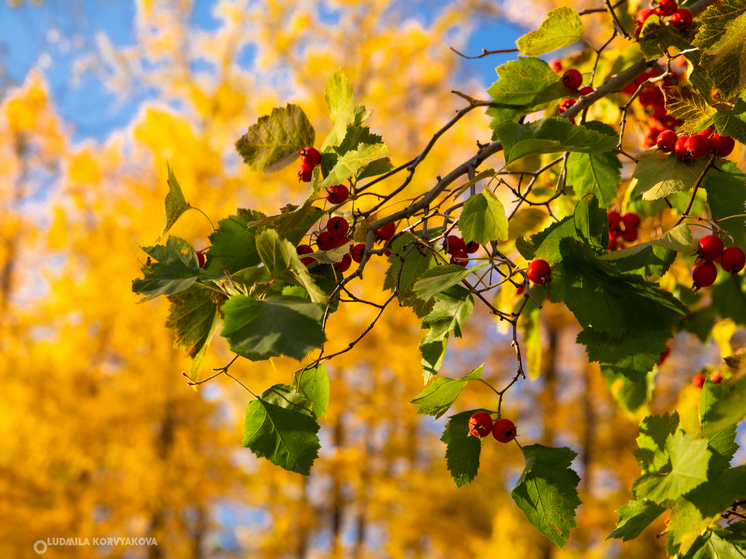 Жителям Карелии рассказали о предстоящей погоде в конце августа