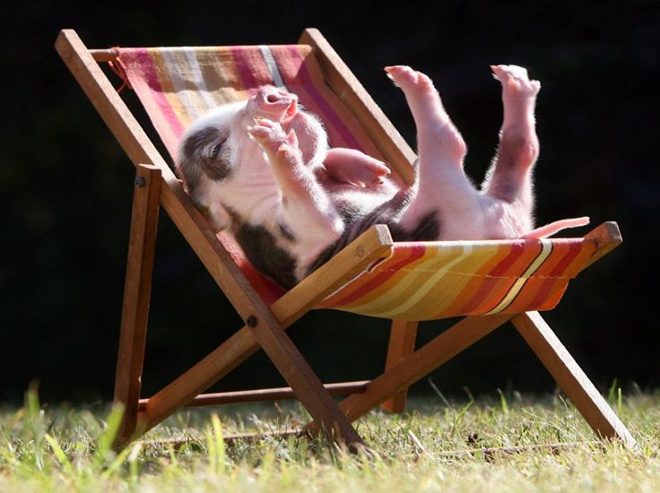 «Свиньям на даче не место!». С 1 сентября в силу вступают новые ограничения для дачников