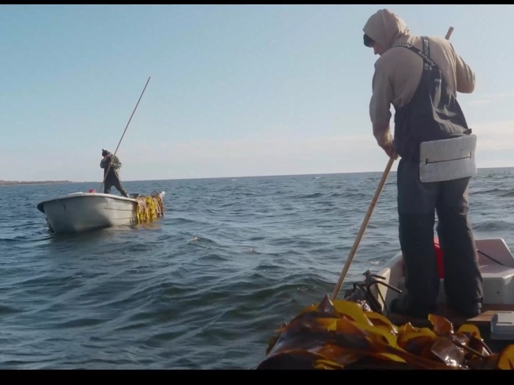 В Карелии сняли фильм о сборщиках водорослей в Белом море