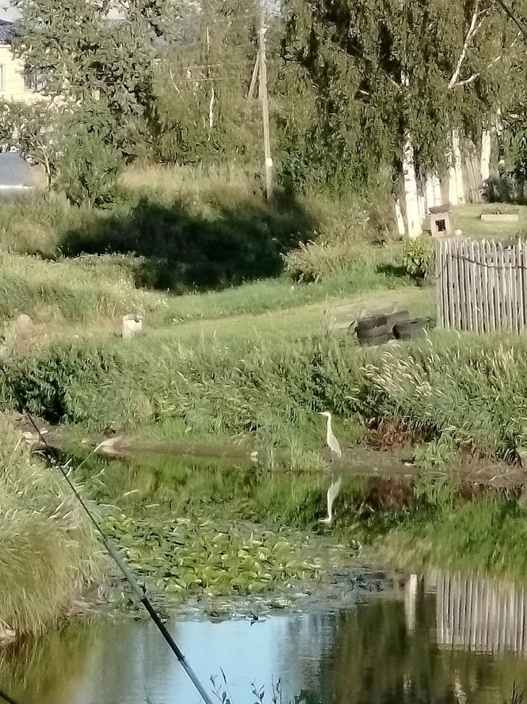 В карельскую деревню прибыла пернатая гостья – цапля