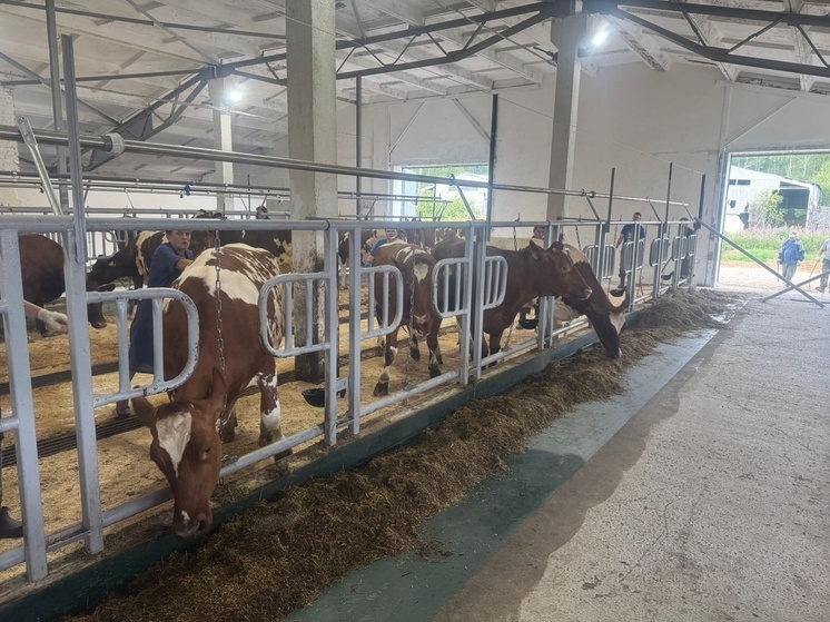 На восстановленную ферму в Эссойле доставили 33 коровы