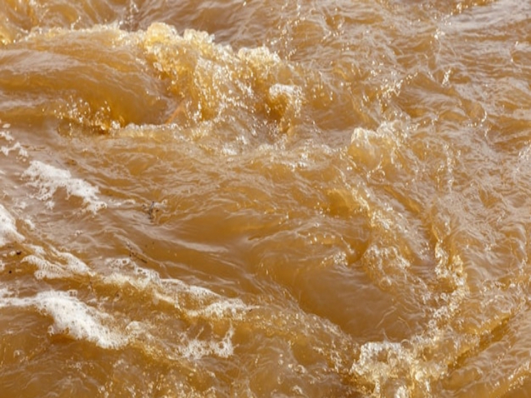 Водные объекты Петрозаводска и Прионежского района характеризуются высоким содержанием различных бактерий и микроорганизмов