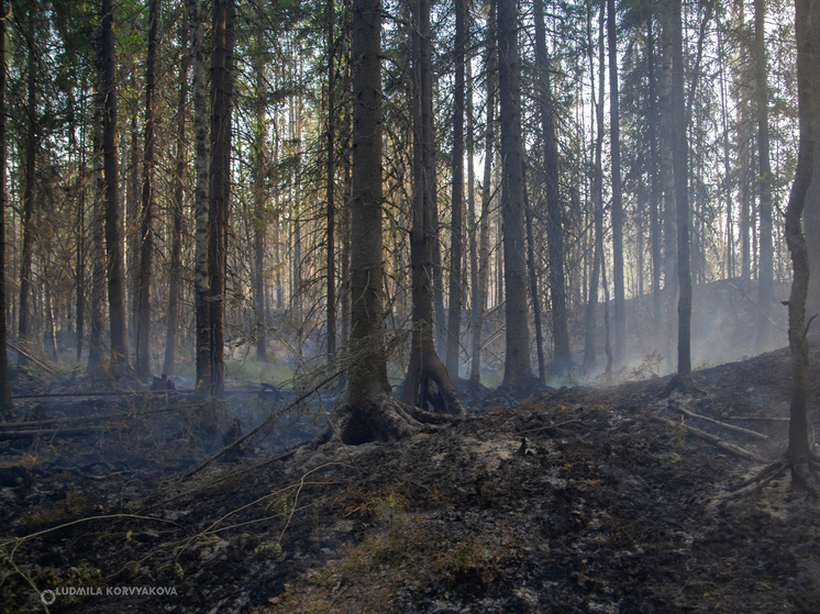 Спасатели ликвидировали лесной пожар площадью 702 гектара в Беломорском районе