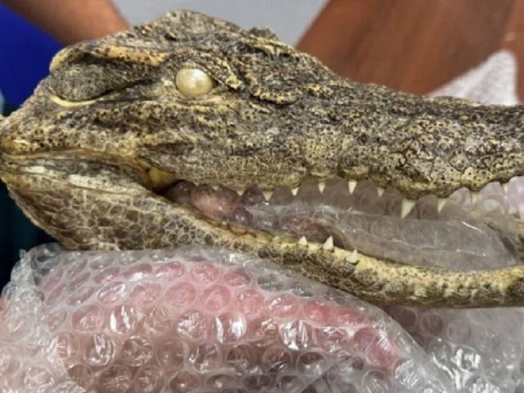 Голова крокодила найдена у путешественника в багаже