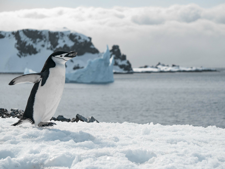 Будет потоп: предсказано катастрофическое последствие коллапса ледяного покрова Антарктики