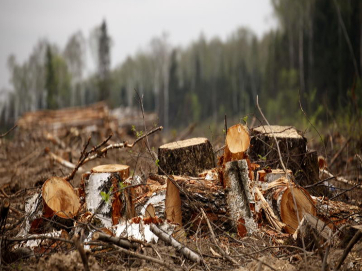 В Карелии за первые шесть месяцев текущего года было нелегально вырублено свыше 700 кубических метров лесных насаждений