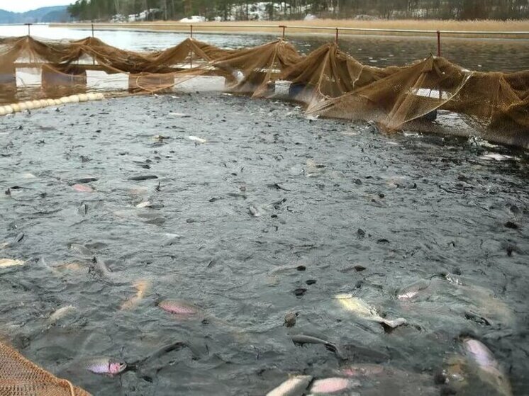 В Министерстве сельского хозяйства Карелии предоставили комментарии относительно ситуации с гибелью большого количества форели в Ладожском озере