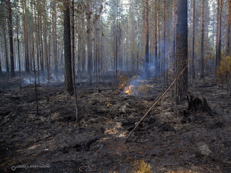 В Карелии лесной пожар приближается к поселку Волома