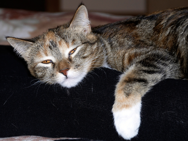 Мужчина пытался убить кошку, чтобы очистить квартиру от грязи: «стрелял, чтобы не мучилась»