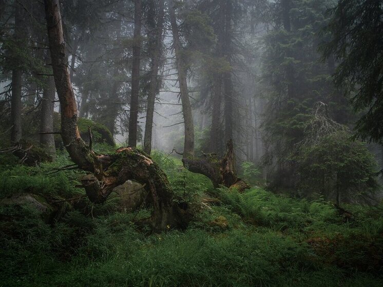 Во время тушения пожара спасатели нашли потерявшихся в лесу мать и сына