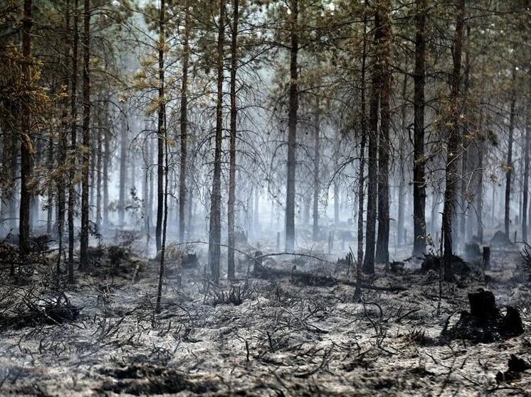 Восстановление еловых лесов, уничтоженных огнем в Карелии, ожидается не ранее чем через сто лет