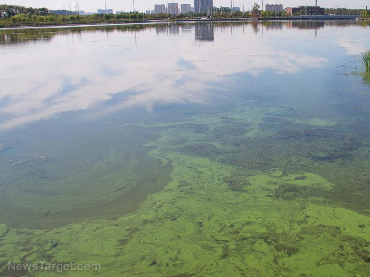 По результатам августовской проверки, проведенной карельским управлением Роспотребнадзора, все зоны отдыха у воды в Петрозаводске и его окрестностях признаны небезопасными для купания