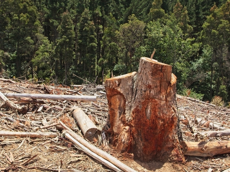 Страшные цифры: в результате вырубки лесов погибло полмиллиона человек