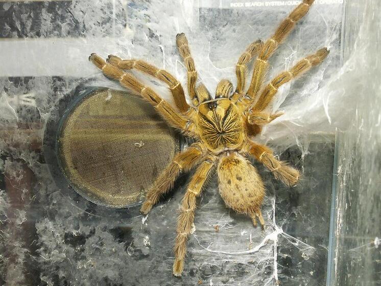 Купленный в интернете экзотический паук убил отца двоих детей