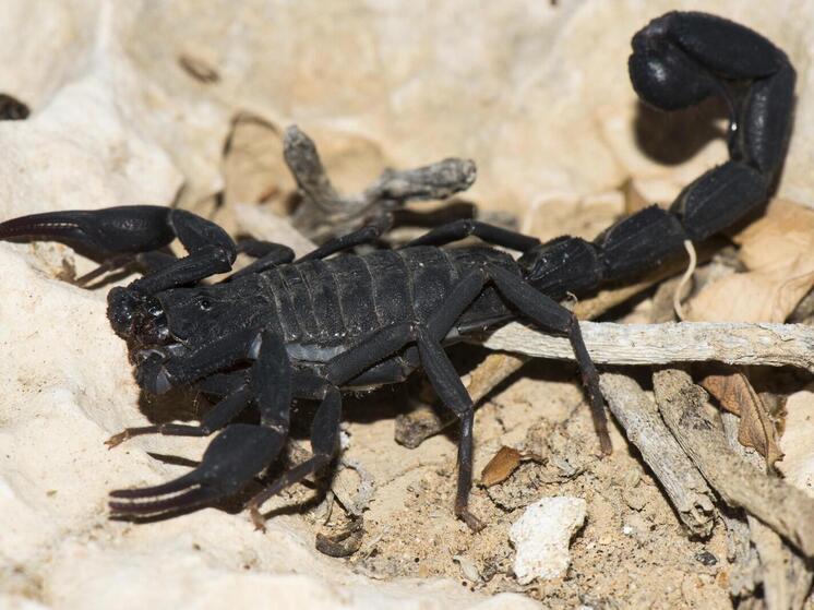 Хозяина столичной парикмахерской ужалил скорпион, ему была оказана медпомощь