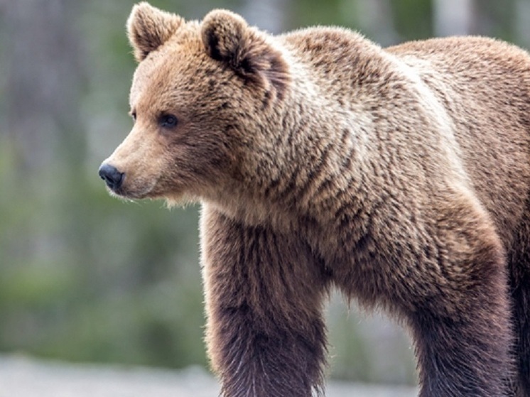 Медведи ходят по территории кладбища в Кондопоге
