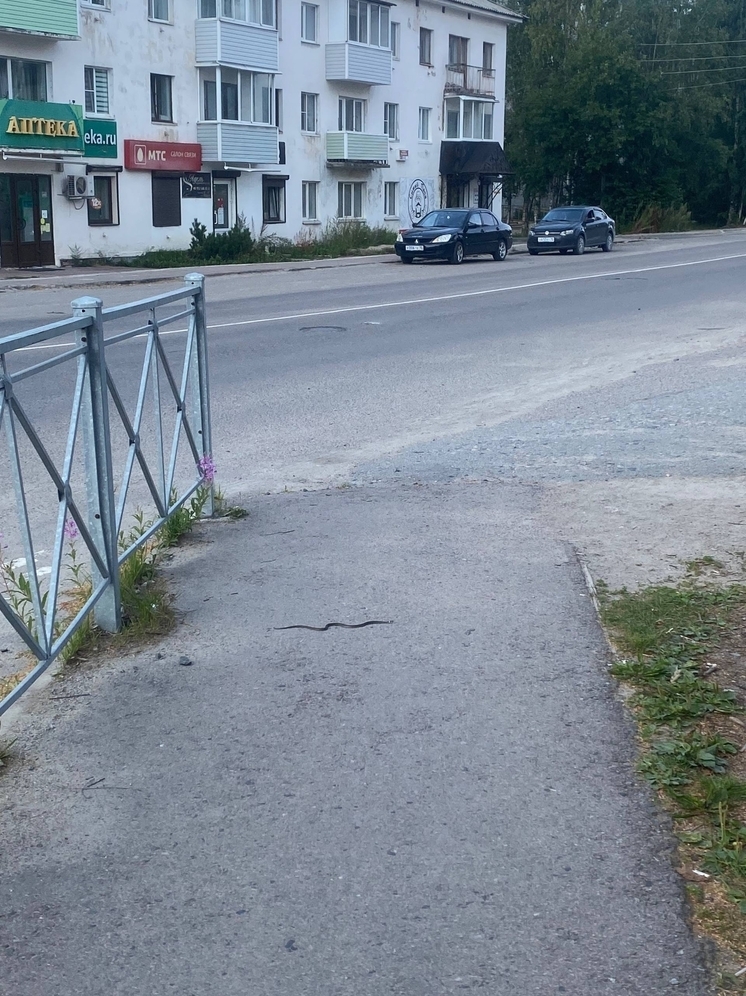 Змеи облюбовали центр Суоярви