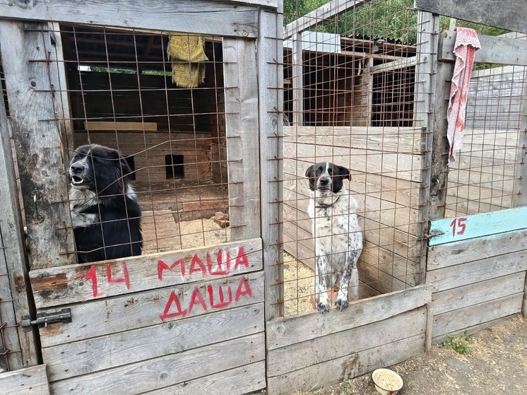 Карельские приюты получили 1,6 тонны корма для собак в рамках благотворительности