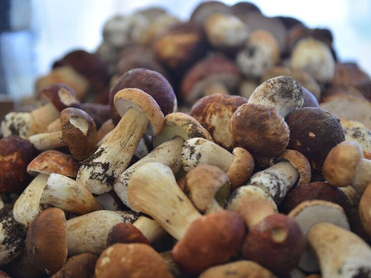 Республика Карелия стала лидером среди регионов, популярных для грибной охоты