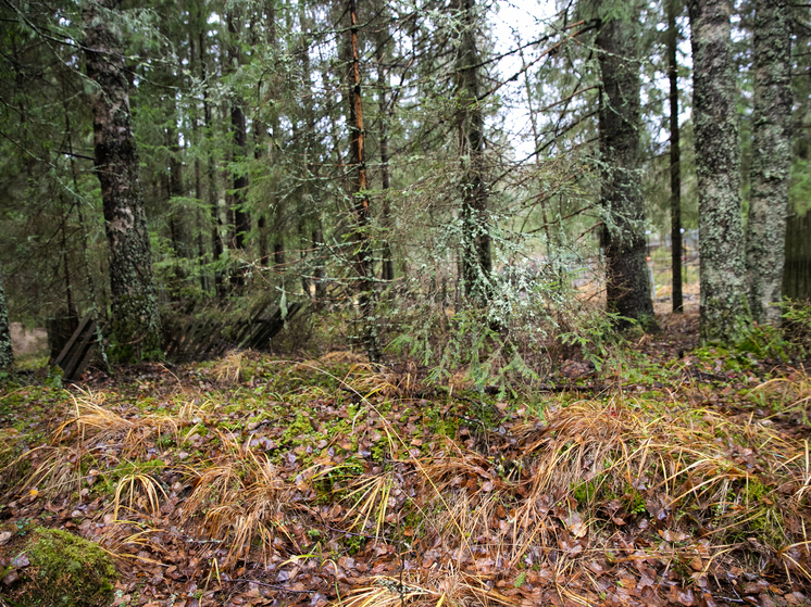 Спасатели приглашают всех желающих освоить навыки поиска людей в природных условиях
